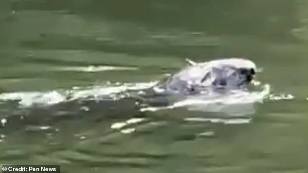 Lock Keeper's Warning and Family's Baffling Discovery as Mysterious Aquatic Creature Spotted on Thames