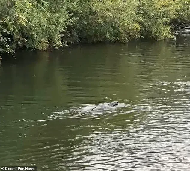Lock Keeper's Warning and Family's Baffling Discovery as Mysterious Aquatic Creature Spotted on Thames