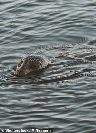 Lock Keeper's Warning and Family's Baffling Discovery as Mysterious Aquatic Creature Spotted on Thames
