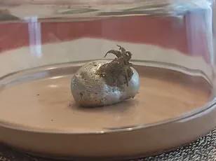 Meteor Sighting Sparks Awe and Curiosity Among London Residents