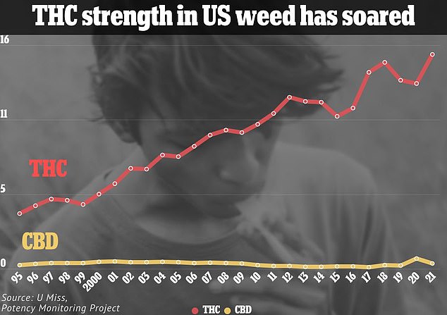 Moderate Cannabis Use Linked to Increased Brain Volume in Memory and Cognition Regions