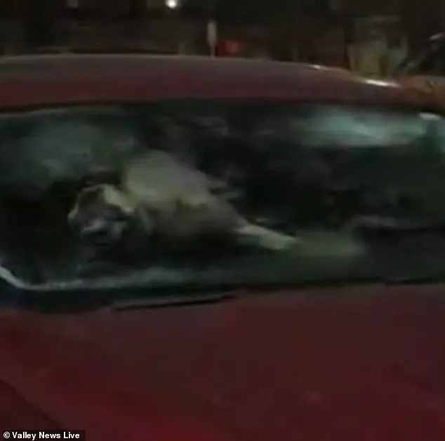 Moorehead Authorities Investigate Animal Neglect Case Involving Dogs Left In Freezing Conditions