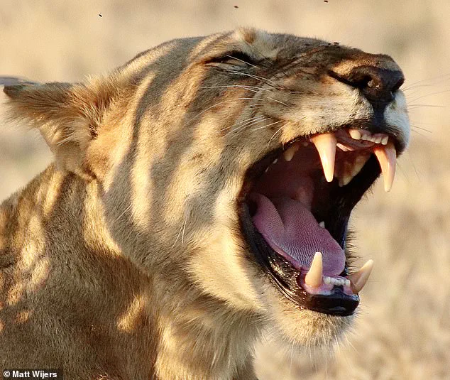 New AI Research Reveals African Lions Have Two Distinct Roar Types, Redefining Scientific Understanding