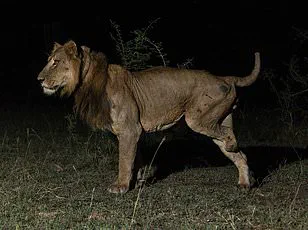 New AI Research Reveals African Lions Have Two Distinct Roar Types, Redefining Scientific Understanding