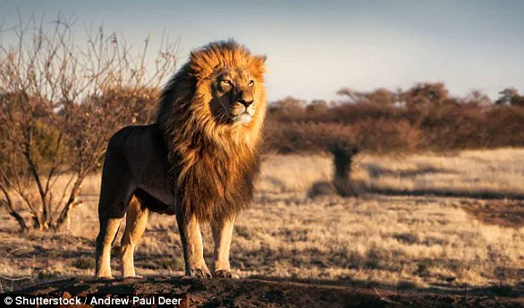 New AI Research Reveals African Lions Have Two Distinct Roar Types, Redefining Scientific Understanding