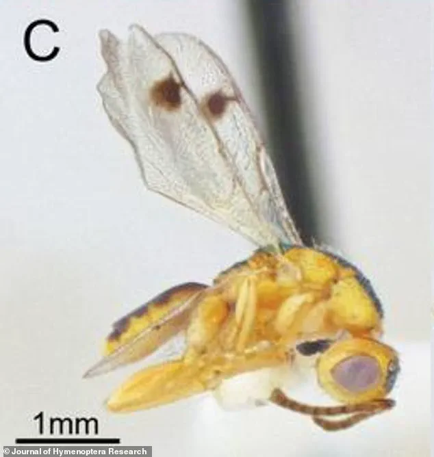 New Parasitic Wasp Species Discovered Across U.S., Raising Ecological Concerns