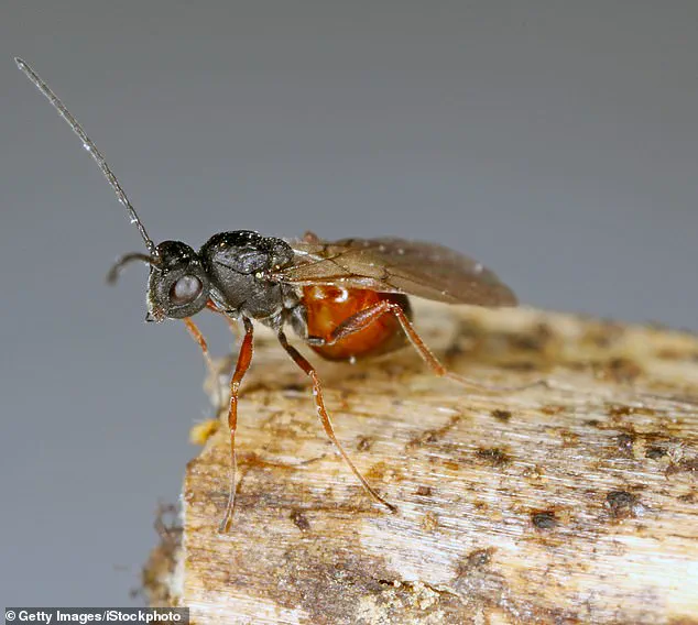 New Parasitic Wasp Species Discovered Across U.S., Raising Ecological Concerns