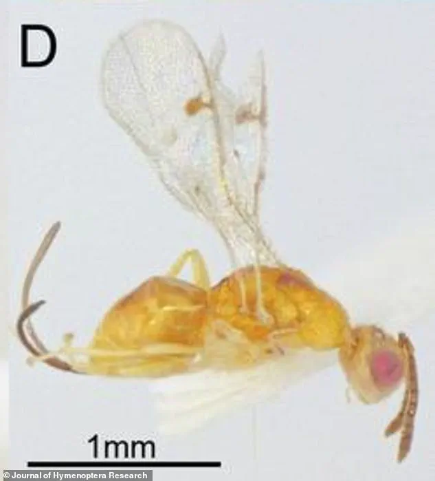 New Parasitic Wasp Species Discovered Across U.S., Raising Ecological Concerns