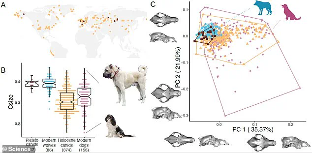 New Study Reveals Earlier Origins of Canine Diversity, Challenging Previous Beliefs