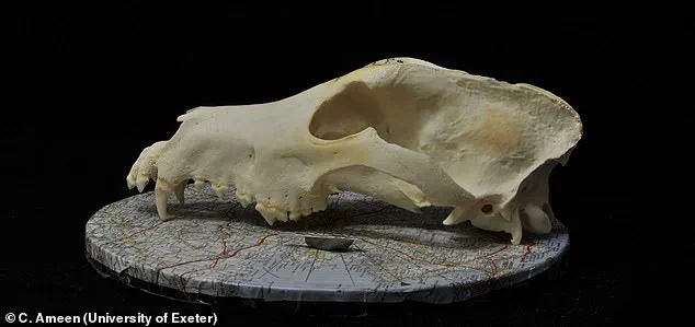 New Study Reveals Earlier Origins of Canine Diversity, Challenging Previous Beliefs