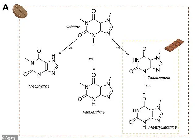 New Study Reveals Theobromine in Dark Chocolate May Slow Biological Aging