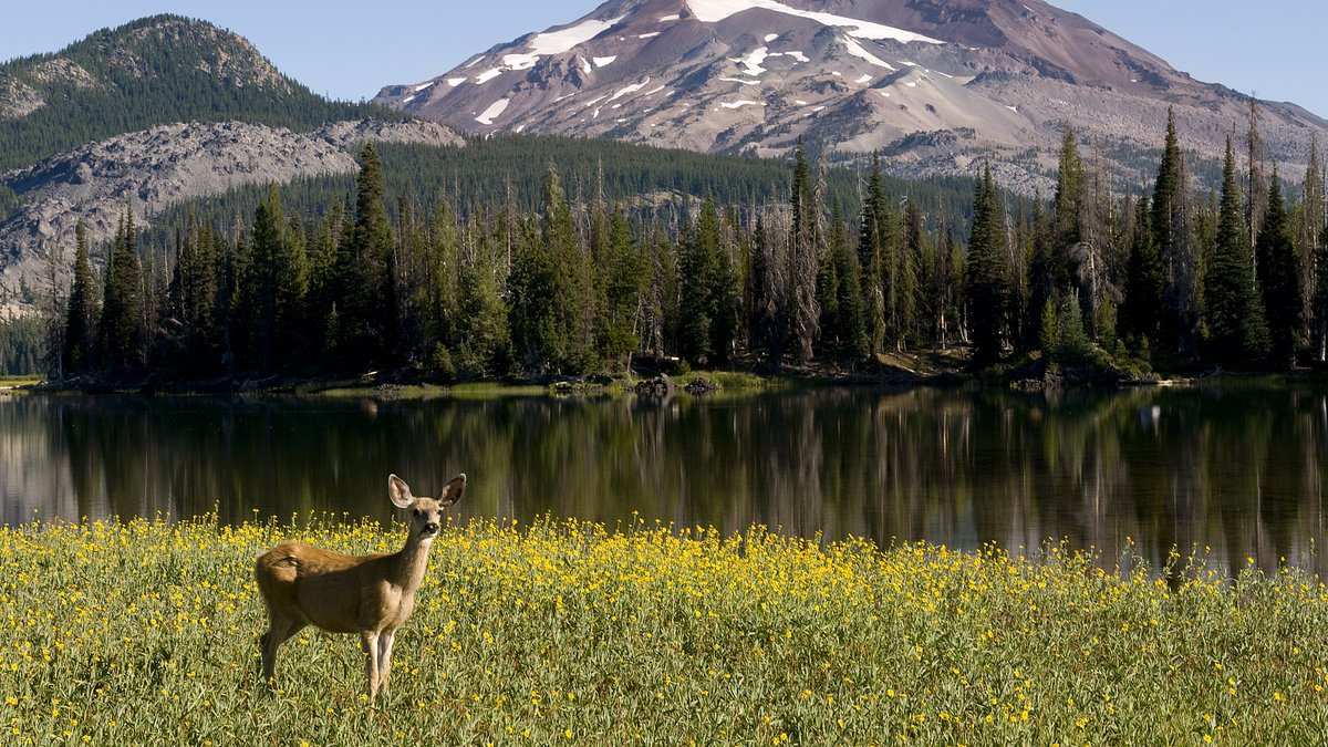 Oregon Faces a Pivotal Vote: Balancing Conservation and Tradition in the Debate Over Hunting and Fishing Bans