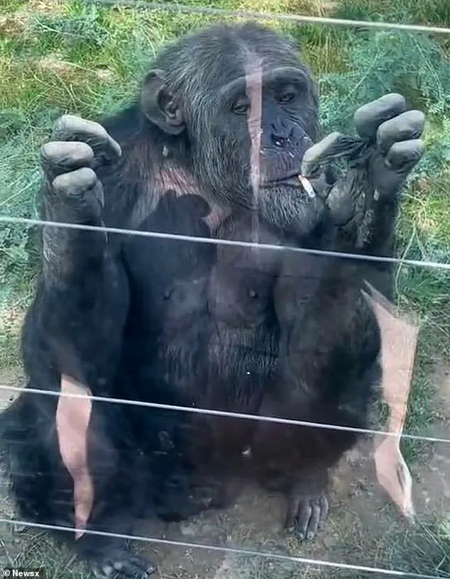 Outrage as Chimpanzee Appears to Smoke Cigarette at Chinese Wildlife Park