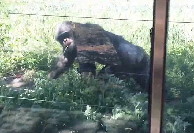 Outrage as Chimpanzee Appears to Smoke Cigarette at Chinese Wildlife Park