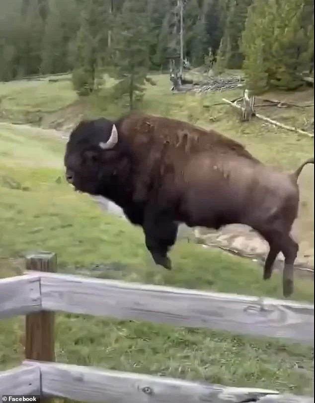 Privileged Insight: Experts Reveal the Lethal Intent Behind Yellowstone's Bison 'Dance'