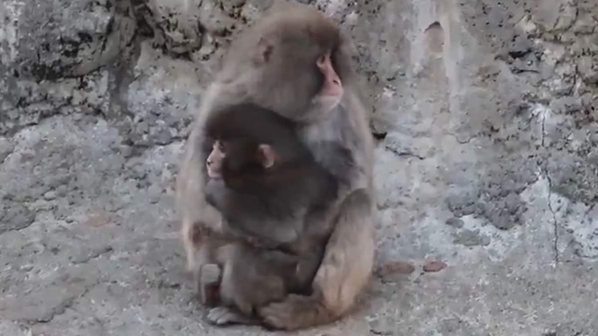 Punch the Orphaned Macaque and His Plush Toy Lifeline