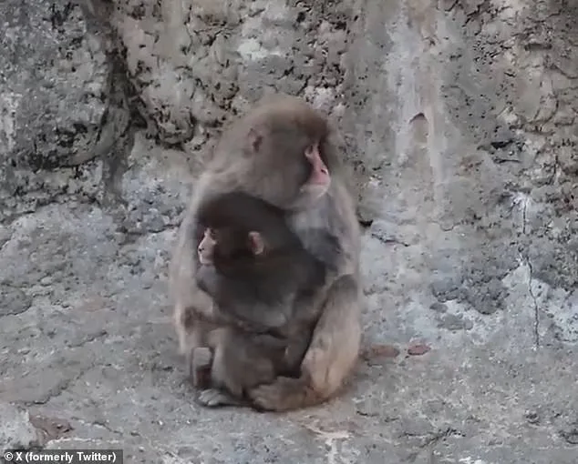 Punch the Orphaned Macaque and His Plush Toy Lifeline