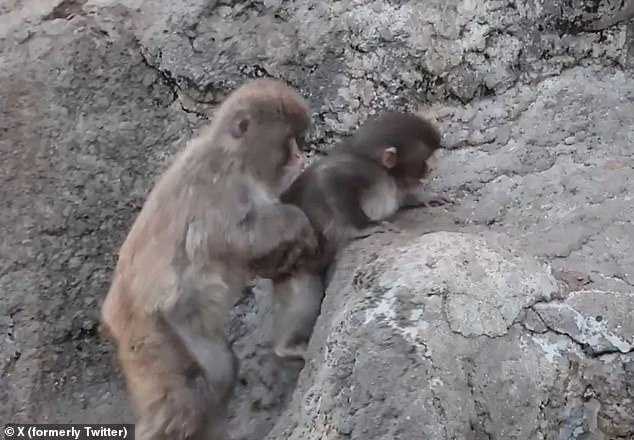 Punch the Orphaned Macaque and His Plush Toy Lifeline