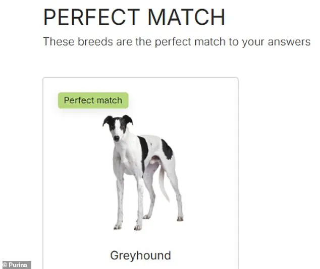 Purina's Dog Breed Selector Test Helps You Choose the Perfect Dog for Your Lifestyle