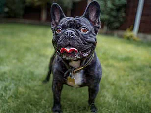 Purina's Dog Breed Selector Test Helps You Choose the Perfect Dog for Your Lifestyle