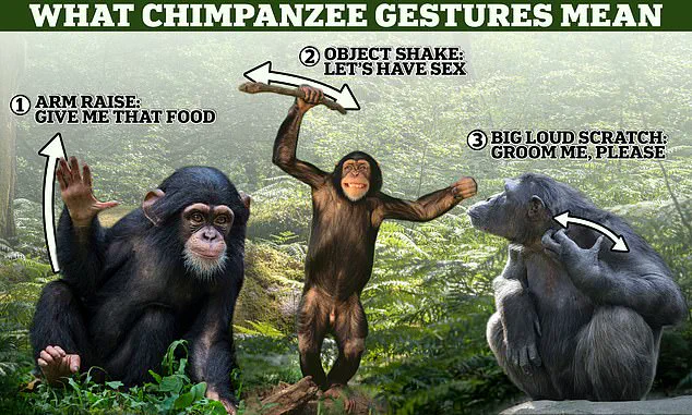 Revisiting the Linear Narrative of Human Evolution: A Deeper Look at Complexity