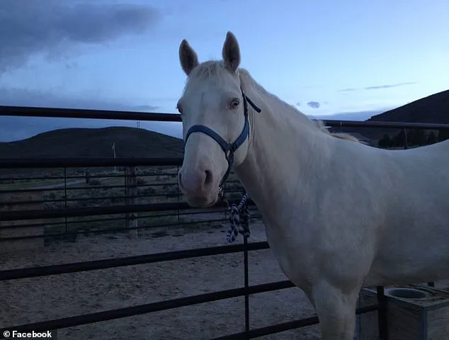 Ritualistic Gang Violence in Maple Valley Sparks Community Concern as Gang Member Faces Murder Charges