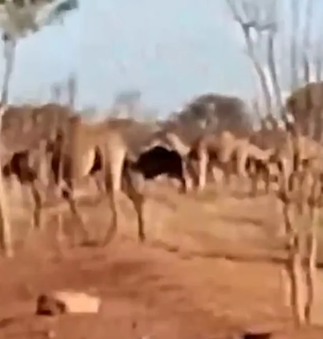 Rural Australian Town Faces Feral Camel Crisis as Herd of 1,000 Invades, Damaging Infrastructure Amid Drought