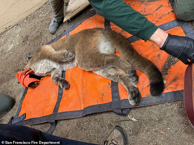 San Francisco Officials Capture 77-Pound Mountain Lion After 30-Hour Roam Through Residential Area