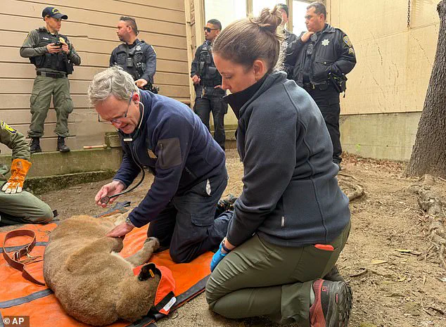 San Francisco Officials Capture 77-Pound Mountain Lion After 30-Hour Roam Through Residential Area