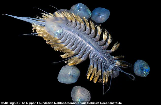 Scientists Baffled by 'Carnivorous Death Ball' Discovery in Antarctic Deep Sea: 'A Gruesome Masterpiece of Evolution'