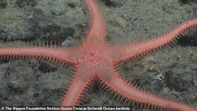 Scientists Baffled by 'Carnivorous Death Ball' Discovery in Antarctic Deep Sea: 'A Gruesome Masterpiece of Evolution'