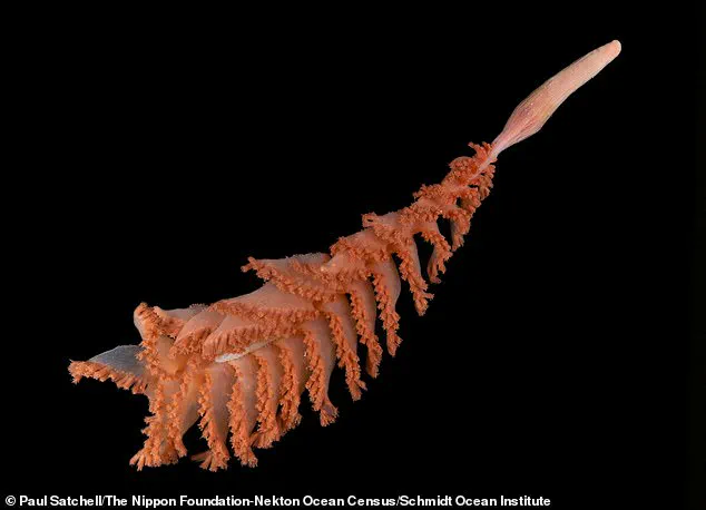 Scientists Baffled by 'Carnivorous Death Ball' Discovery in Antarctic Deep Sea: 'A Gruesome Masterpiece of Evolution'