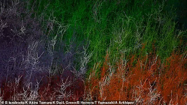 Scientists Create Most Detailed Brain Map, Revealing 10 Million Neurons and 26 Billion Synapses in Mouse Cortex