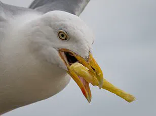 Seagull Chip Theft Persists: Experts Say Current Methods Fail