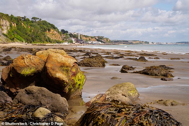 Seaweed: Nutritional Powerhouse with Ancient Roots and Diverse Varieties