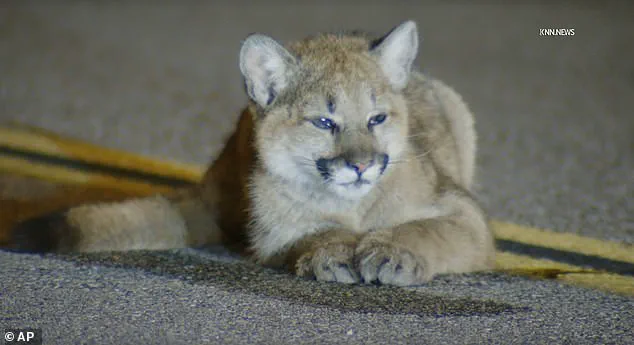 Six-Month-Old Mountain Lion Cub Found Motionless on Hillcrest Parkway in Los Angeles