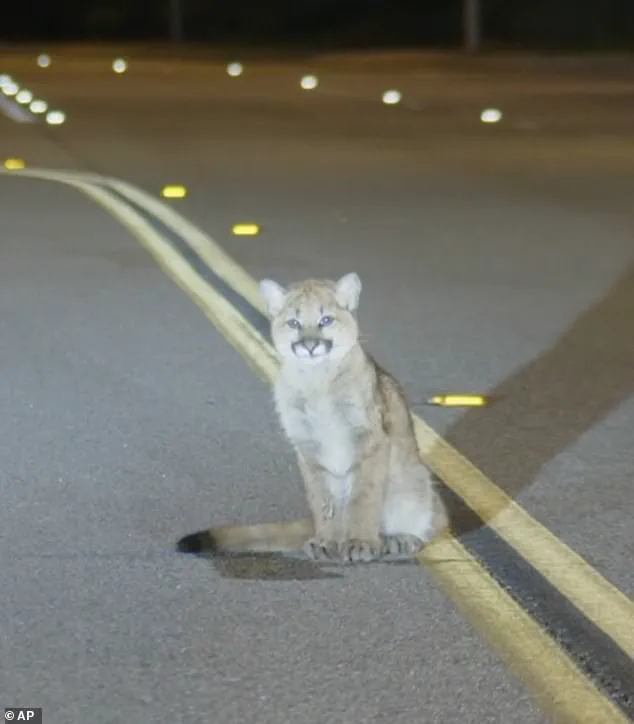 Six-Month-Old Mountain Lion Cub Found Motionless on Hillcrest Parkway in Los Angeles