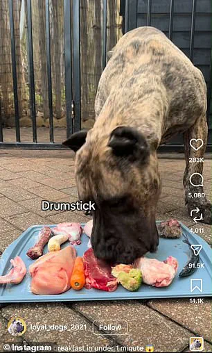 Social Media Trend Sparks Concern Among Veterinarians as Raw Meat Consumption by Dogs Gains Popularity