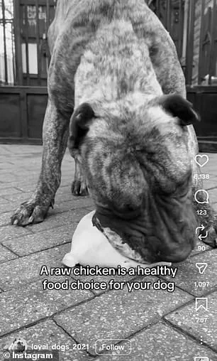 Social Media Trend Sparks Concern Among Veterinarians as Raw Meat Consumption by Dogs Gains Popularity