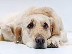 Social Media Trend Sparks Concern Among Veterinarians as Raw Meat Consumption by Dogs Gains Popularity