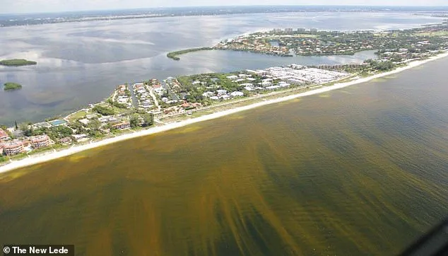 Study Links Toxic Algae in Florida Waters to Alzheimer's Disease, Raising Public Health Concerns