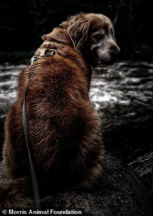 Study Reveals Shared Genetic Traits Between Golden Retrievers and Humans Linked to Anxiety, Intelligence, Emotional Sensitivity, and Depression