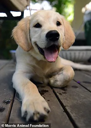 Study Reveals Shared Genetic Traits Between Golden Retrievers and Humans Linked to Anxiety, Intelligence, Emotional Sensitivity, and Depression
