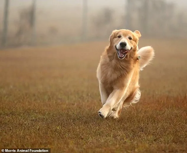 Study Reveals Shared Genetic Traits Between Golden Retrievers and Humans Linked to Anxiety, Intelligence, Emotional Sensitivity, and Depression
