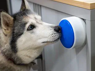 Study Reveals Shared Genetic Traits Between Golden Retrievers and Humans Linked to Anxiety, Intelligence, Emotional Sensitivity, and Depression