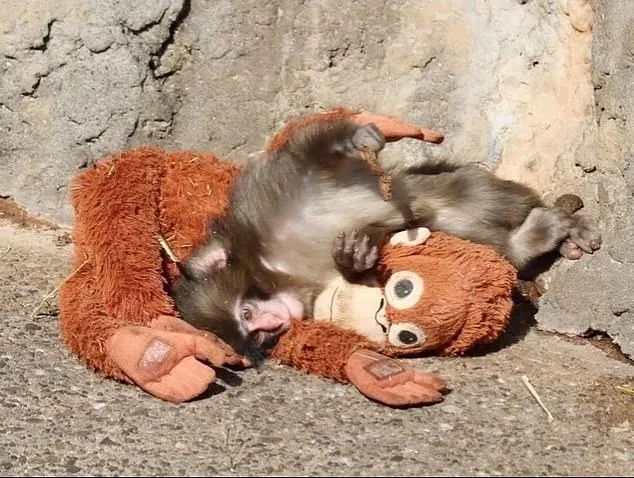 Stuffed Orangutan Becomes Symbol of Resilience for Orphaned Macaque Punch
