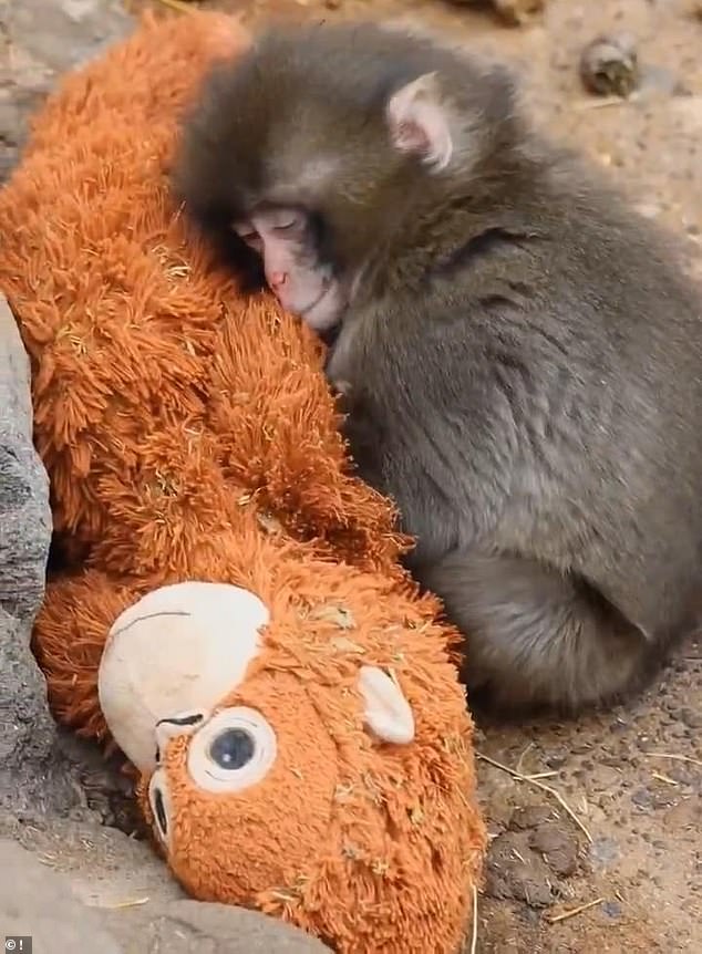 Stuffed Orangutan Becomes Symbol of Resilience for Orphaned Macaque Punch