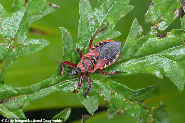Surge in Parasite-Carrying 'Kissing Bugs' Along U.S.-Mexico Border Sparks Public Health Concern Over Chagas Disease, Warn Researchers