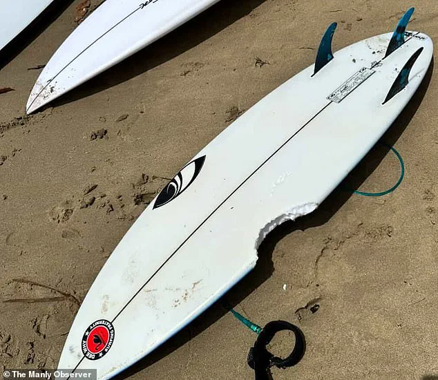 Surge in Shark Attacks Sparks Warnings Along Australian Coastline