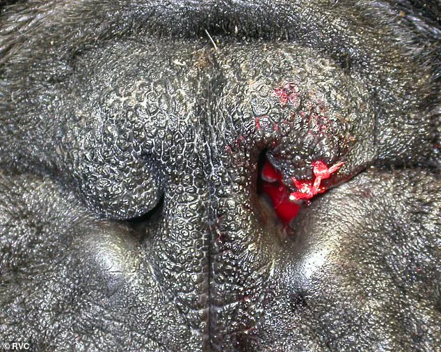 Surge in Surgeries for Flat-Faced Dog Breeds Sparks Veterinary Crisis as Demand Soars